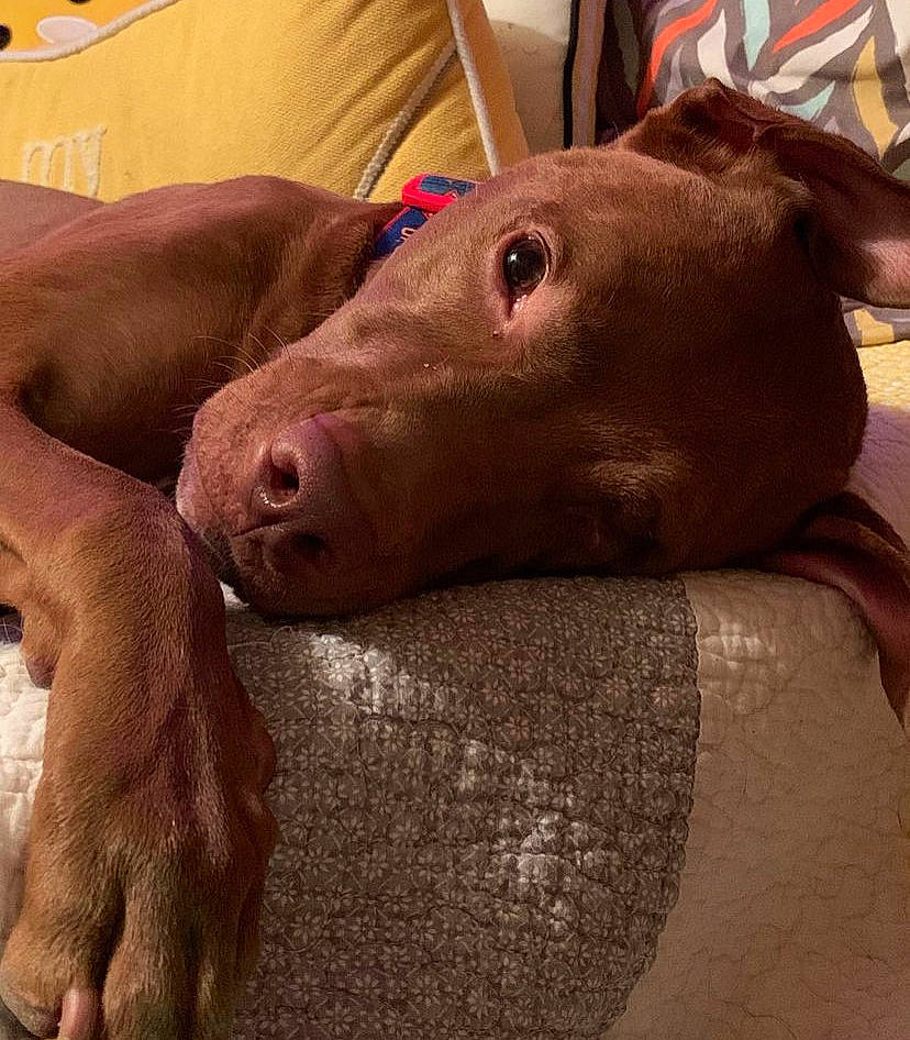 Tucker is registered to the contest to win money with this photo: carnivore, comfort, companion_dog, dog_breed, fawn, human_leg, liver, livestock, meat, metal, selfie, snout, sporting_group, suidae, terrestrial_animal, vegetable, whiskers, wood, working_animal, wrinkle