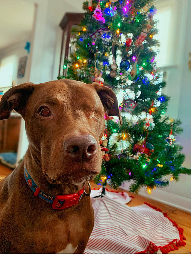 Tucker joined the competition — help win amazing prizes! blue, carnivore, christmas_decoration, christmas_ornament, christmas_tree, collar, dog, dog_breed, dog_collar, event, fawn, holiday_ornament, liver, pet_supply, plant, snout, tree, whiskers, wood, working_animal