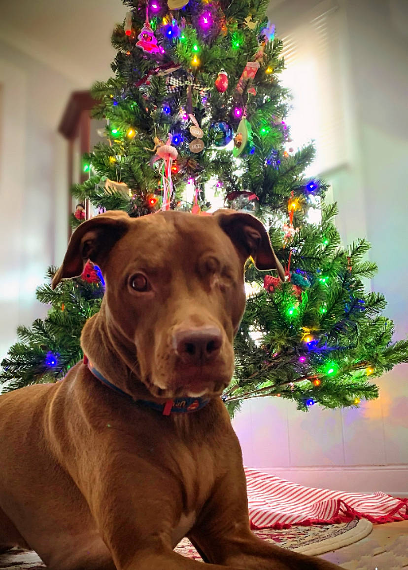 Tucker joined the competition — help win amazing prizes! carnivore, christmas_decoration, christmas_ornament, christmas_tree, collar, companion_dog, dog, dog_collar, event, evergreen, fawn, green, holiday_ornament, liver, mammal, ornament, plant, tree, whiskers, wood