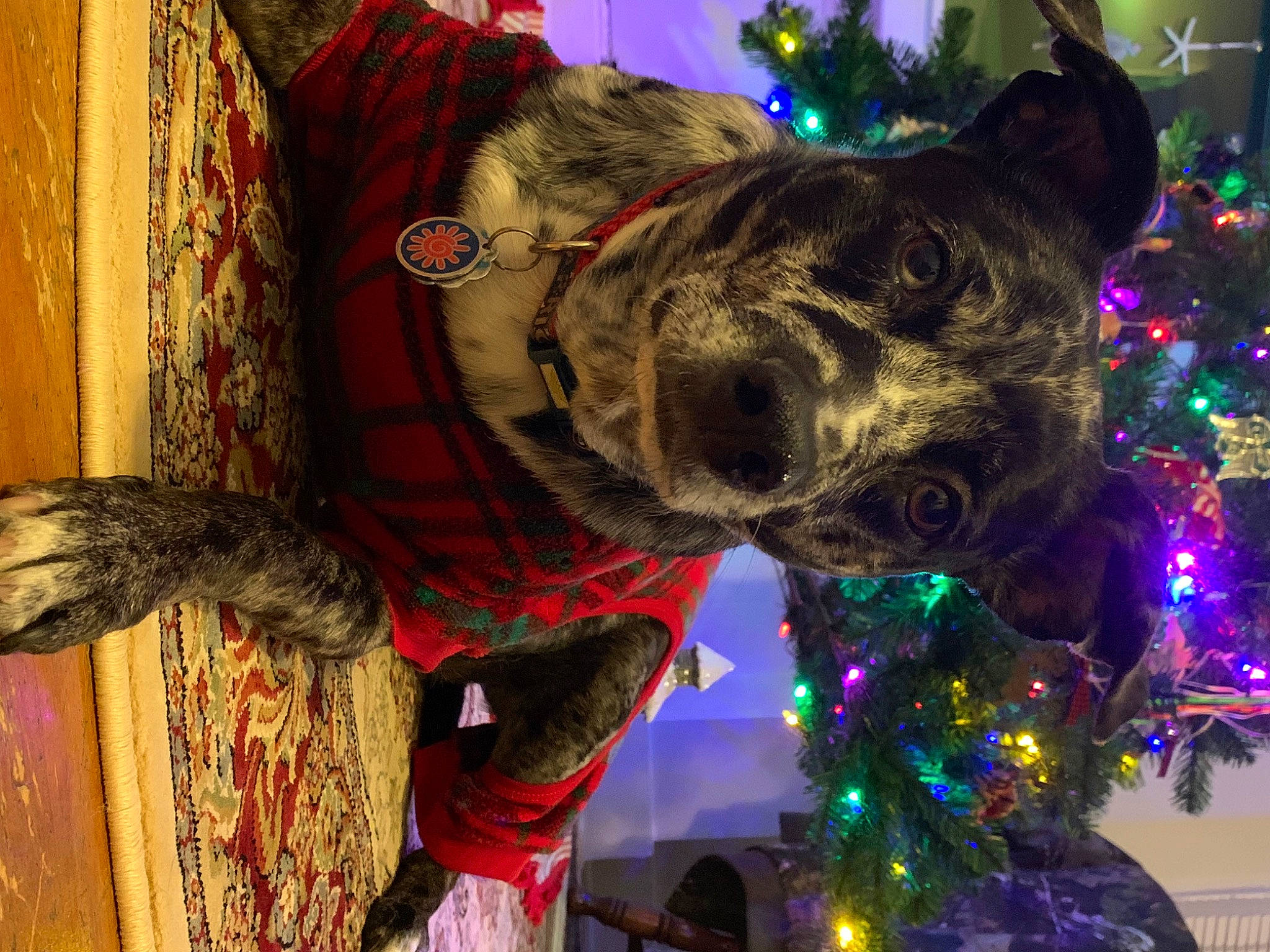 Kriqit is registered to the contest to win money with this photo: carnivore, christmas_decoration, christmas_ornament, christmas_tree, dog, event, fawn, fun, fur, green, holiday, holiday_ornament, light, ornament, party_supply, snout, tradition, tree, window, working_animal