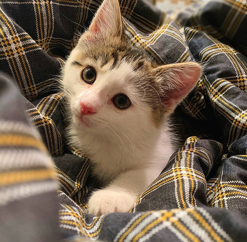 Hazel is registered to the contest to win money with this photo: aegean_cat, american_shorthair, american_wirehair, animal_shelter, asian, carnivore, cat, domestic_short_haired_cat, european_shorthair, fawn, felidae, fur, kitten, polydactyl_cat, small_to_medium_sized_cats, snout, tabby_cat, turkish_van, whiskers