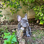 Bart a rejoint le concours — aidez-le/la à gagner de superbes lots ! animal, backyard, canine, cat, dog, grass, herbal, herbs, indoors, interiordesign, kitten, leaf, nature, outdoors, pet, plant, pottedplant, soil, vegetation, yard