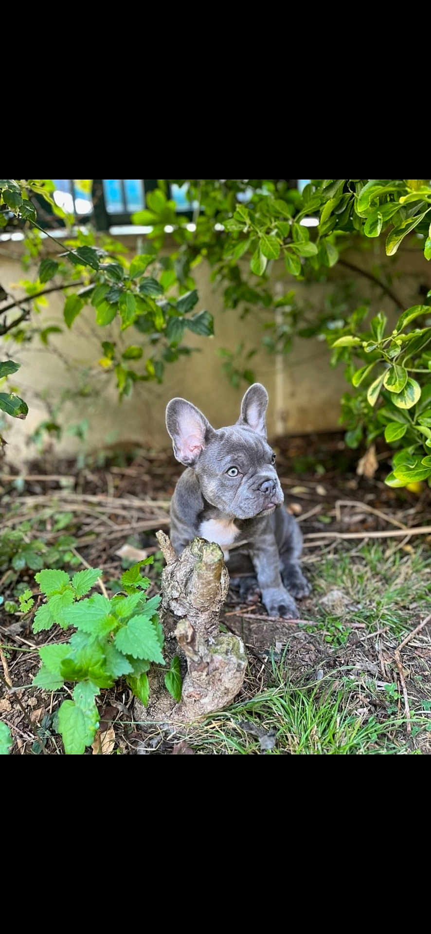 Bart a rejoint le concours — aidez-le/la à gagner de superbes lots ! animal, backyard, canine, cat, dog, grass, herbal, herbs, indoors, interiordesign, kitten, leaf, nature, outdoors, pet, plant, pottedplant, soil, vegetation, yard