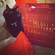 Bagheera is registered to the contest to win money with this photo: animal, bag, basket, blackcat, box, cat, document, fun, hardwood, kitten, leisureactivities, manx, pet, plant, pottedplant, receipt, shoppingbag, stainedwood, text, wood