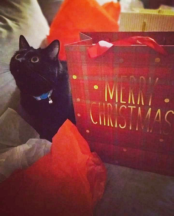 Bagheera
