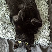 Bagheera joined the competition — help win amazing prizes! animal, black_cat, blanket, cat, cozy, cute, ears, feline, fluffy, fur, indoor, lying_down, paw, pet, relaxed, sleepy, soft_texture, upside_down, whiskers, yellow_eyes