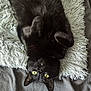 animal, black_cat, blanket, cat, cozy, cute, ears, feline, fluffy, fur, indoor, lying_down, paw, pet, relaxed, sleepy, soft_texture, upside_down, whiskers, yellow_eyes