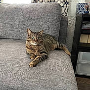 Dexter joined the competition — help win amazing prizes! alert, cat, couch, cozy, curtain, decor, feline, furniture, gray_fabric, indoor, living_room, patterned_curtain, pet, plant, relaxing, resting_cat, shelf, tabby_cat, tissue_box, wood_floor