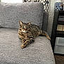 alert, cat, couch, cozy, curtain, decor, feline, furniture, gray_fabric, indoor, living_room, patterned_curtain, pet, plant, relaxing, resting_cat, shelf, tabby_cat, tissue_box, wood_floor
