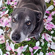 Nixxie a rejoint le concours — aidez-le/la à gagner de superbes lots ! dog, pet, close_up, portrait, grey_fur, senior_dog, flowers, petals, magnolia_petals, grass, outdoor, brown_eyes, nose, whiskers, sitting, looking_up, candid, nature, cute, headshot