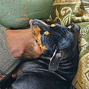 Thora a rejoint le concours — aidez-le/la à gagner de superbes lots ! dog, pet, person, beard, blanket, couch, upholstery, peeling_paint, wall, indoor, nap, cuddling, tongue, ear, fur, close_up, t_shirt, logo, patterned_textile, resting