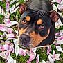 Thora participe au concours pour gagner de l'argent avec cette photo : dog, pet, canine, close_up, looking_up, brown_eyes, black_and_tan, nose, ears, whiskers, flower_petals, grass, outdoor, spring, portrait, sitting, cute, curious, soft_light, nature
