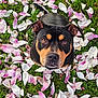 Thora a rejoint le concours — aidez-le/la à gagner de superbes lots ! dog, pet, canine, grass, flower_petals, pink_petals, white_petals, spring, outdoor, portrait, looking_up, close_up, brown_black_coat, muzzle, ears, eyes, sitting, top_view, nature, cute