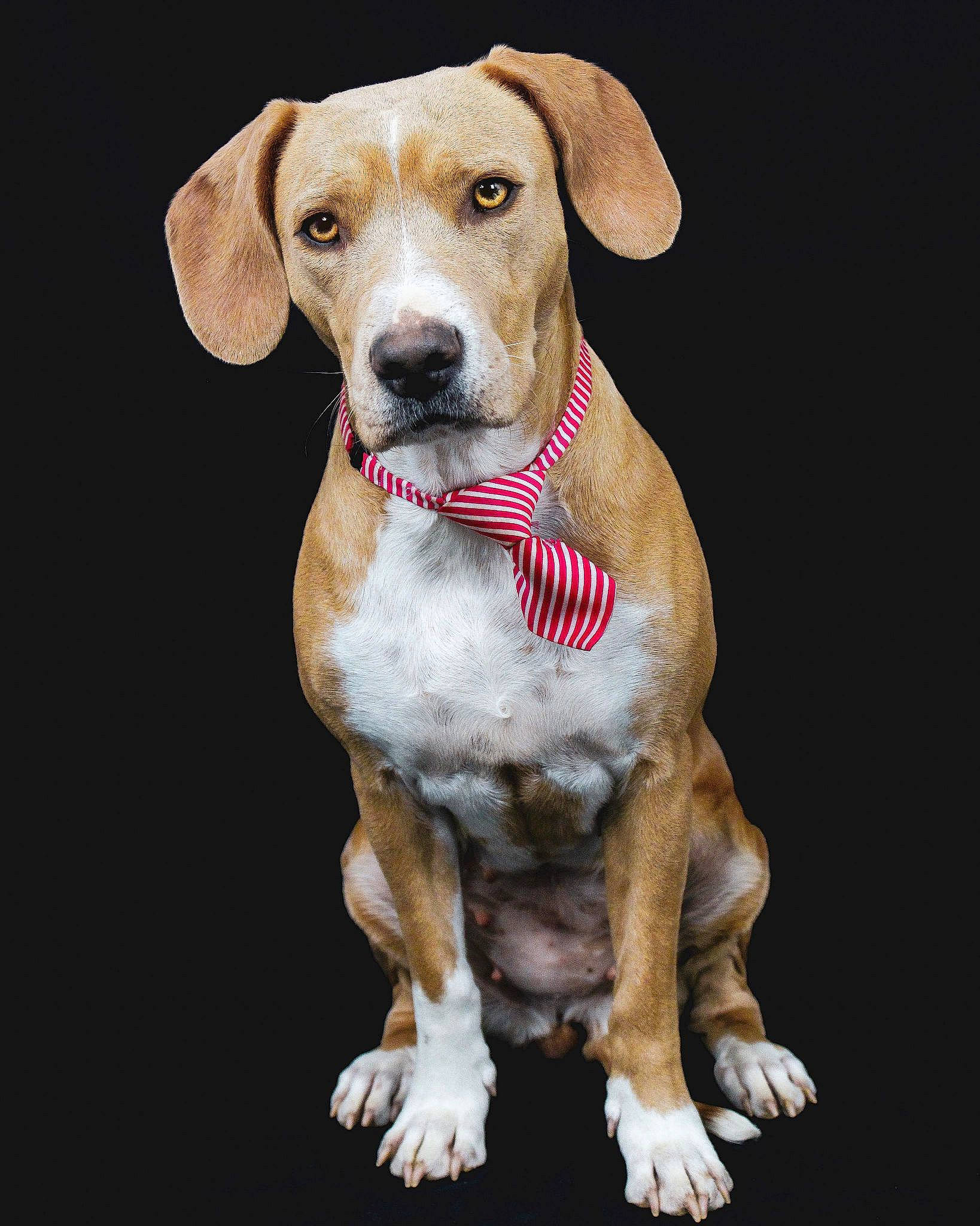 Oska a rejoint le concours — aidez-le/la à gagner de superbes lots ! ancient_dog_breeds, carnivore, collar, companion_dog, dog, dog_breed, dog_collar, dog_supply, ear, fawn, hound, hunting_dog, liver, paw, pet_supply, snout, sporting_group, tail, whiskers, working_animal