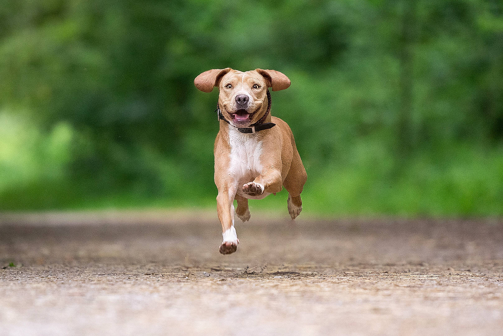Oska participe au concours pour gagner de l'argent avec cette photo : ball, canidae, carnivore, college_softball, companion_dog, dog, dog_breed, dog_sports, dog_supply, fawn, grass, landscape, snout, soil, sporting_group, sports, tree, wildlife, working_animal, working_dog