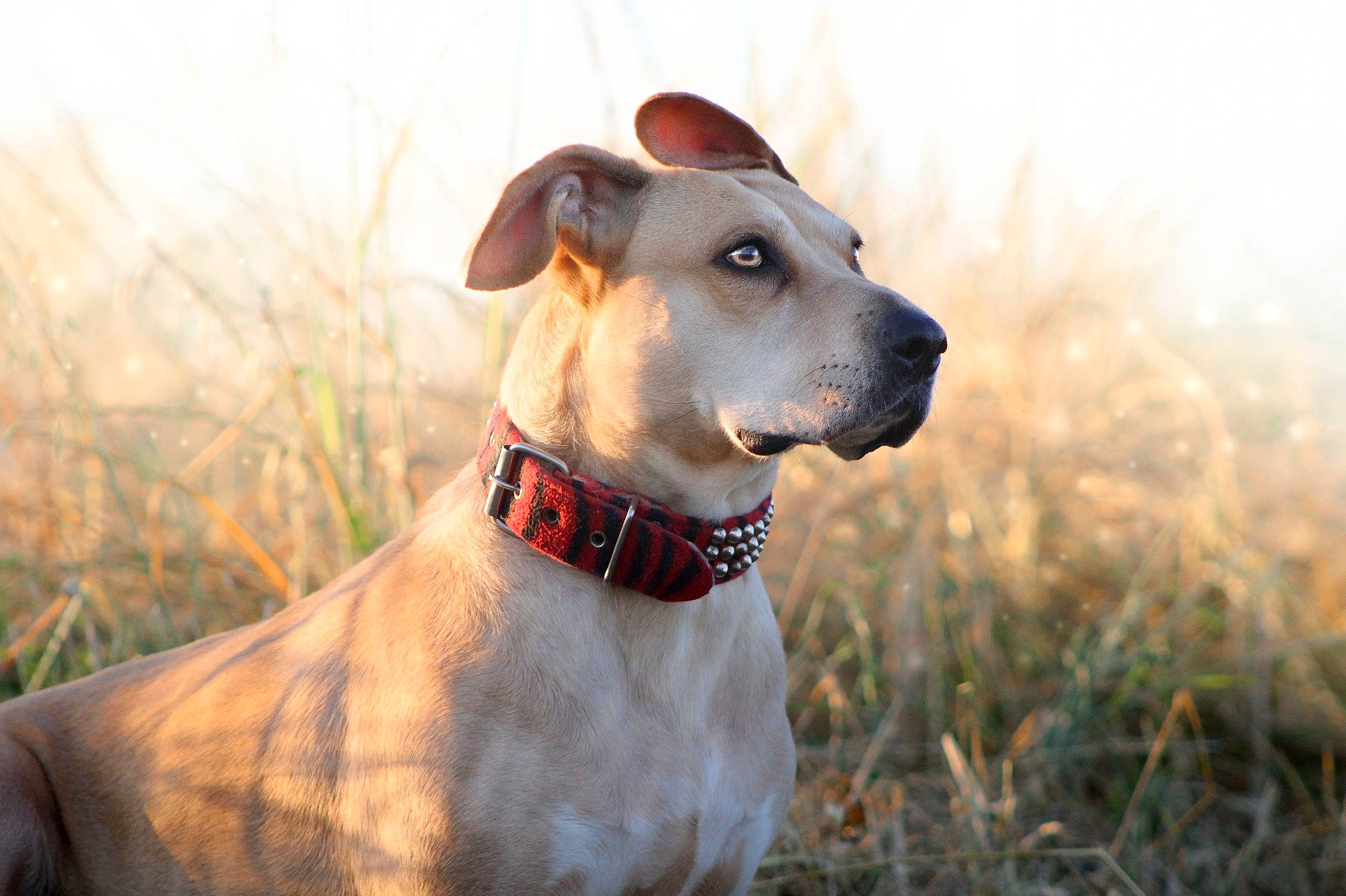 Moly participe au concours pour gagner de l'argent avec cette photo : canidae, carnivore, collar, companion_dog, dog, dog_breed, dog_collar, dog_supply, fashion_accessory, fawn, grass, grassland, guard_dog, happy, non_sporting_group, sighthound, snout, sporting_group, whiskers, working_animal