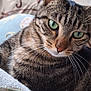 animal_portrait, blanket, cat, close_up, companion, cozy, curious, cute, domestic_animal, feline, floral_pillow, green_eyes, indoor, pet, relaxed, resting, soft_texture, striped_fur, tabby_cat, whiskers