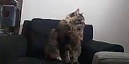 Hero joined the competition — help win amazing prizes! cat, furniture, couch, indoor, pet, fluffy, animal, sitting, looking_right, dark, furry, home, domestic, wall, living_room, quiet, resting, household, mammal, companion