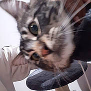 Hero is registered to the contest to win money with this photo: cat, tabby_cat, close_up, whiskers, ears, eyes, scratching_post, furniture, indoor, pet, animal, curious, fur, nose, face, household, playful, domestic_cat, soft, mammal