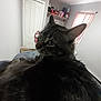 cat, tabby, fur, close_up, indoor, window, curtains, door, shelf, toys, cozy, pet, animal, feline, whiskers, ears, looking_back, soft_light, room, home