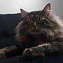 Hero joined the competition — help win amazing prizes! cat, fluffy, couch, dark, indoor, pet, relaxed, feline, fur, animal, resting, home, cozy, paw, whiskers, lazy, mammal, comfort, domestic, quiet