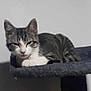 Milo joined the competition — help win amazing prizes! cat, kitten, tabby, pet, animal, feline, indoor, resting, sleepy, perch, fur, whiskers, ears, paw, gray, white, striped, cute, domestic, cozy