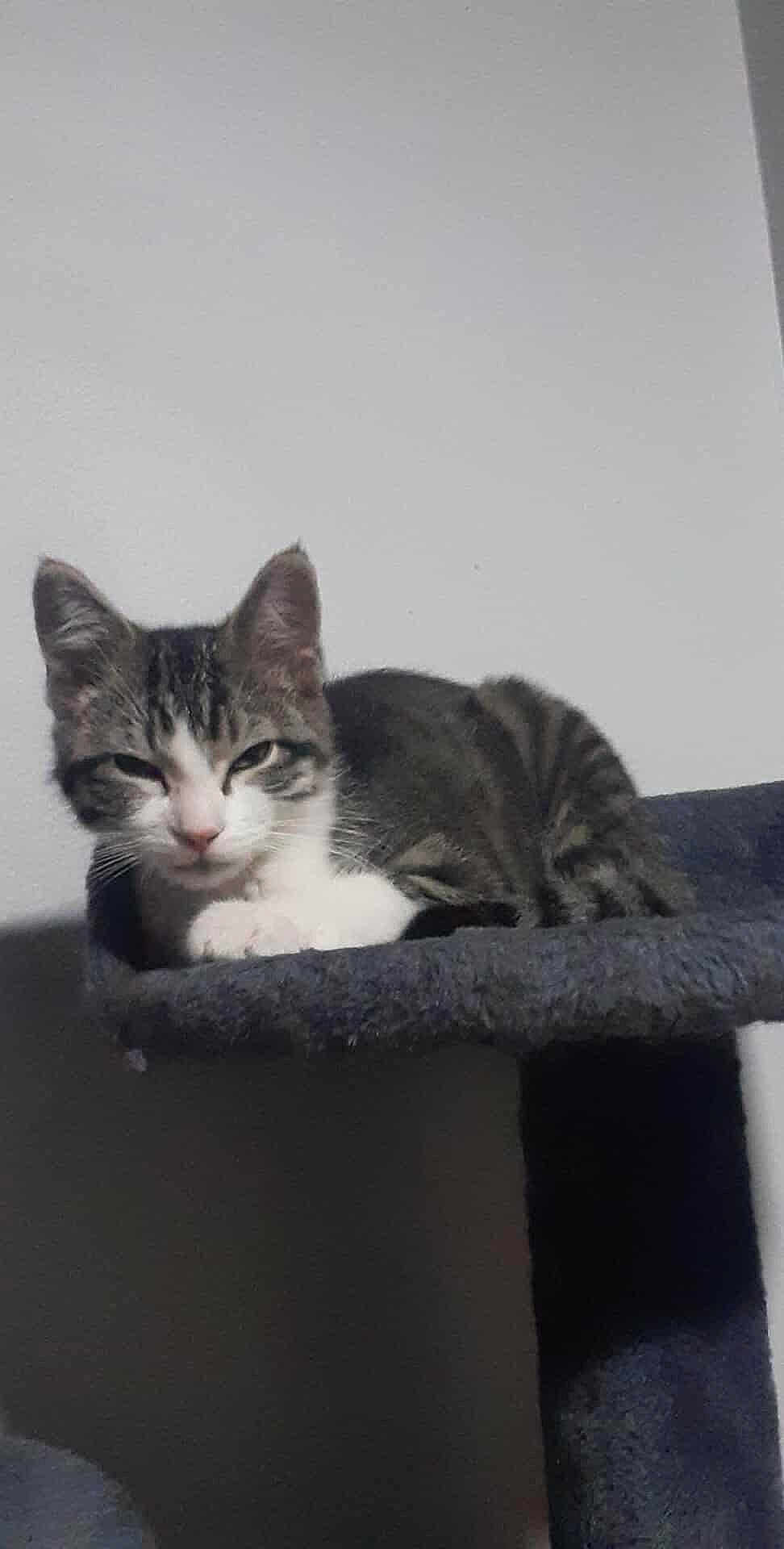 Milo joined the competition — help win amazing prizes! cat, kitten, tabby, pet, animal, feline, indoor, resting, sleepy, perch, fur, whiskers, ears, paw, gray, white, striped, cute, domestic, cozy