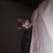 Milo is registered to the contest to win money with this photo: cat, indoor, pet, feline, curious, dimly_lit, bed, blanket, tabby, whiskers, collar, resting, animal, domestic, looking, quiet, shadow, soft, cozy, night