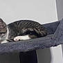 Milo is registered to the contest to win money with this photo: cat, tabby, sleeping, pet, indoor, feline, cozy, gray, perch, resting, paw, fur, whisker, animal, cute, calm, relaxed, domestic, quiet, wall