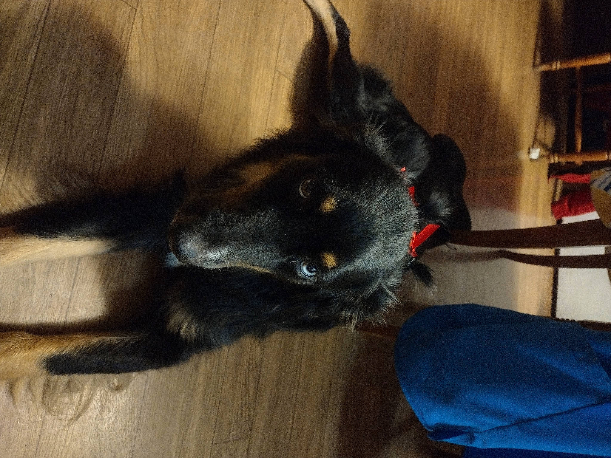 Ahyoka is registered to the contest to win money with this photo: canidae, carnivore, collar, comfort, companion_dog, dog, dog_breed, dog_collar, ear, flooring, fur, hardwood, shelf, snout, sporting_group, tail, whiskers, wood, working_animal