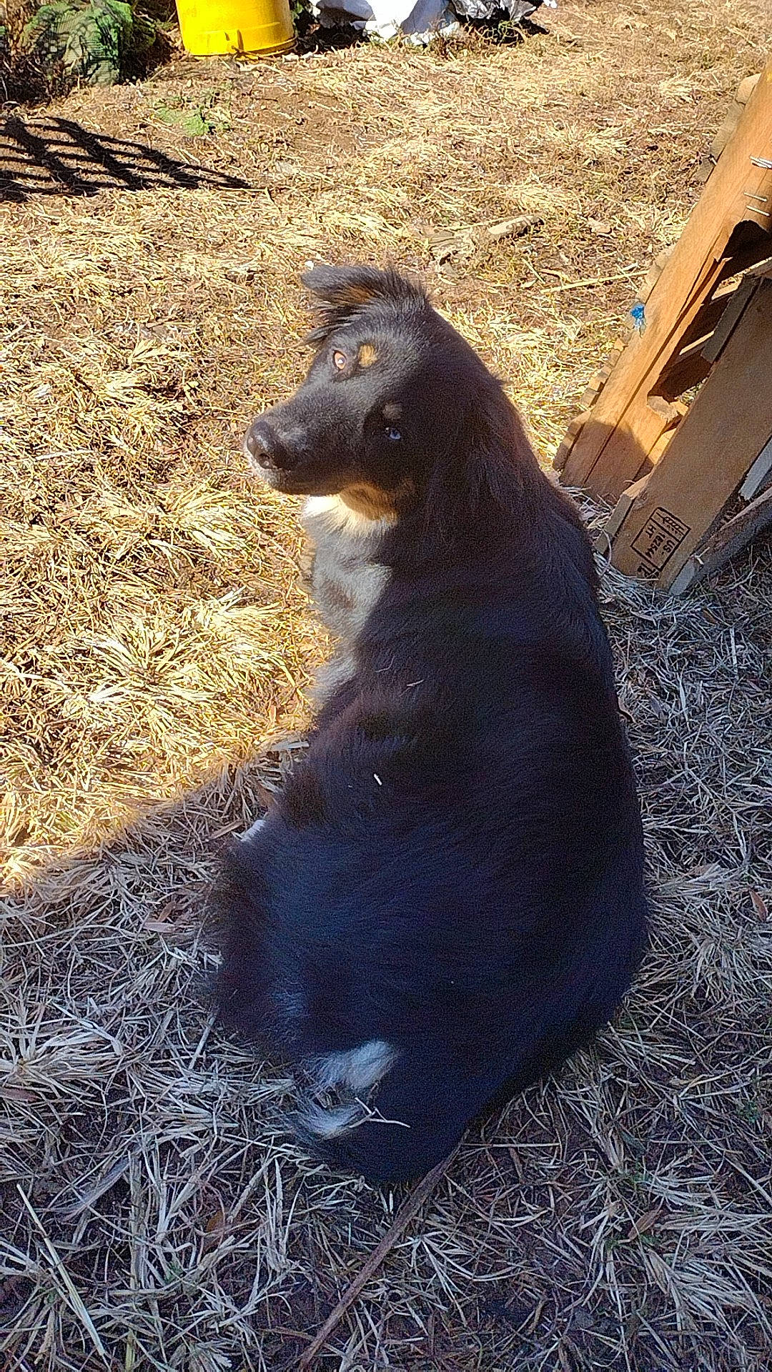 Ahyoka joined the competition — help win amazing prizes! art, bear, carnivore, dog_breed, fur, grass, landscape, natural_material, shadow, snout, soil, sporting_group, terrestrial_animal, wildlife, working_animal