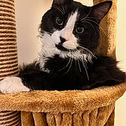 Tux is registered to the contest to win money with this photo: animal, black_and_white, cat, cat_tree, close_up, comfortable, cozy, curious, cute, domestic, feline, fur, head_tilt, indoor, mammal, pet, portrait, resting, whiskers, wide_eyes