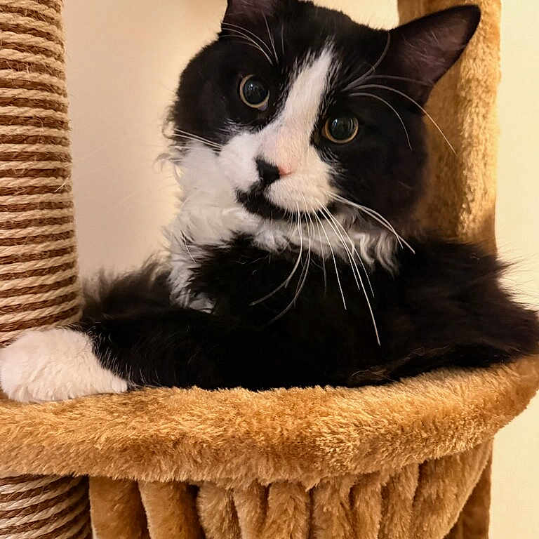 Tux is registered to the contest to win money with this photo: animal, black_and_white, cat, cat_tree, close_up, comfortable, cozy, curious, cute, domestic, feline, fur, head_tilt, indoor, mammal, pet, portrait, resting, whiskers, wide_eyes