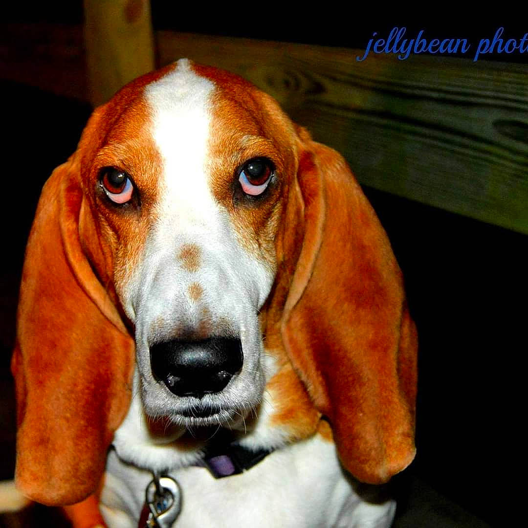 Cooper Ccornelius Wallace joined the competition — help win amazing prizes! automotive_mirror, canidae, carnivore, collar, companion_dog, dog, dog_breed, fawn, hound, hunting_dog, liver, snout, sporting_group, whiskers, working_animal