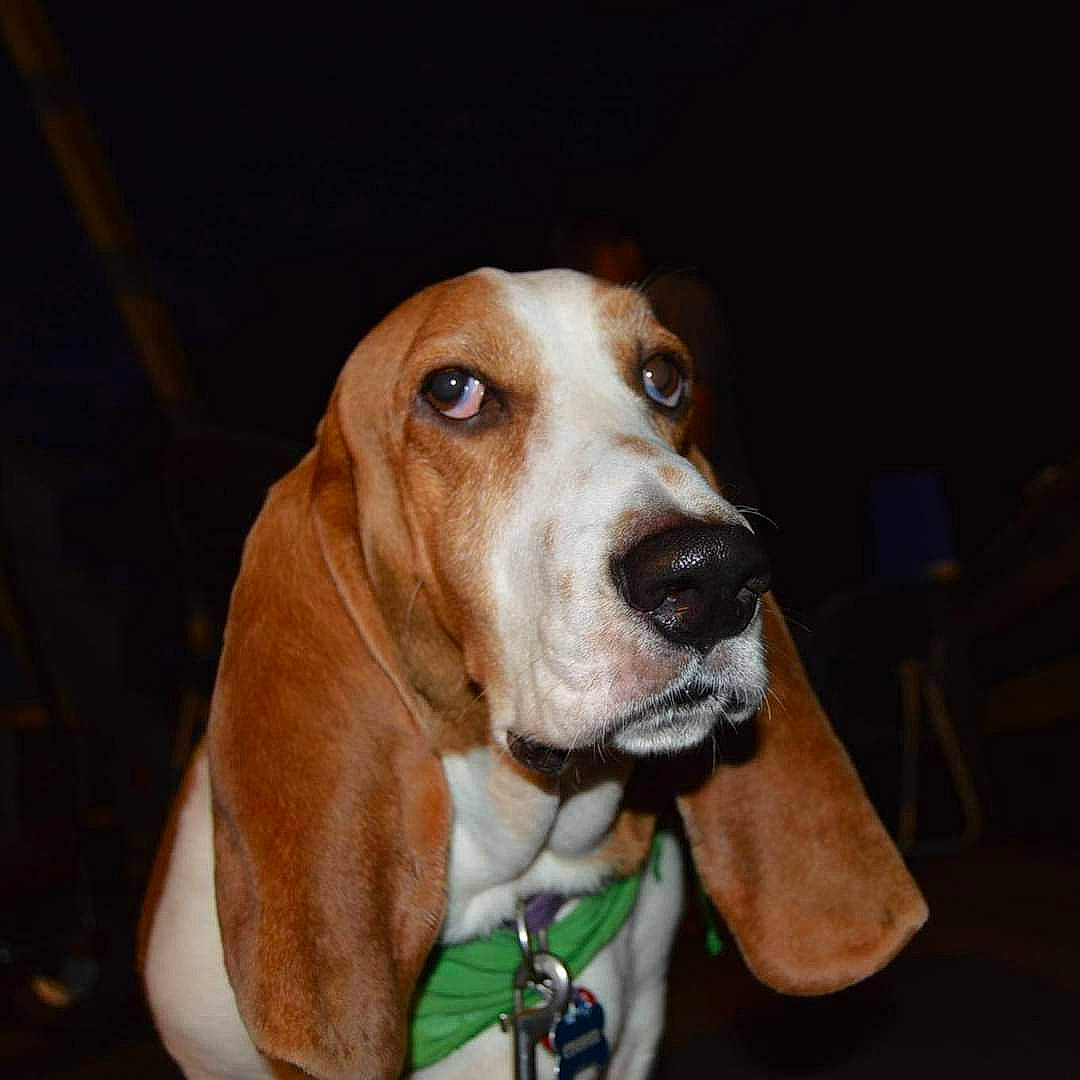 Cooper Ccornelius Wallace is registered to the contest to win money with this photo: beaglier, canidae, carnivore, collar, companion_dog, dog, dog_breed, dog_collar, dog_supply, fawn, hound, hunting_dog, liver, pet_supply, scent_hound, snout, sporting_group, whiskers, working_animal