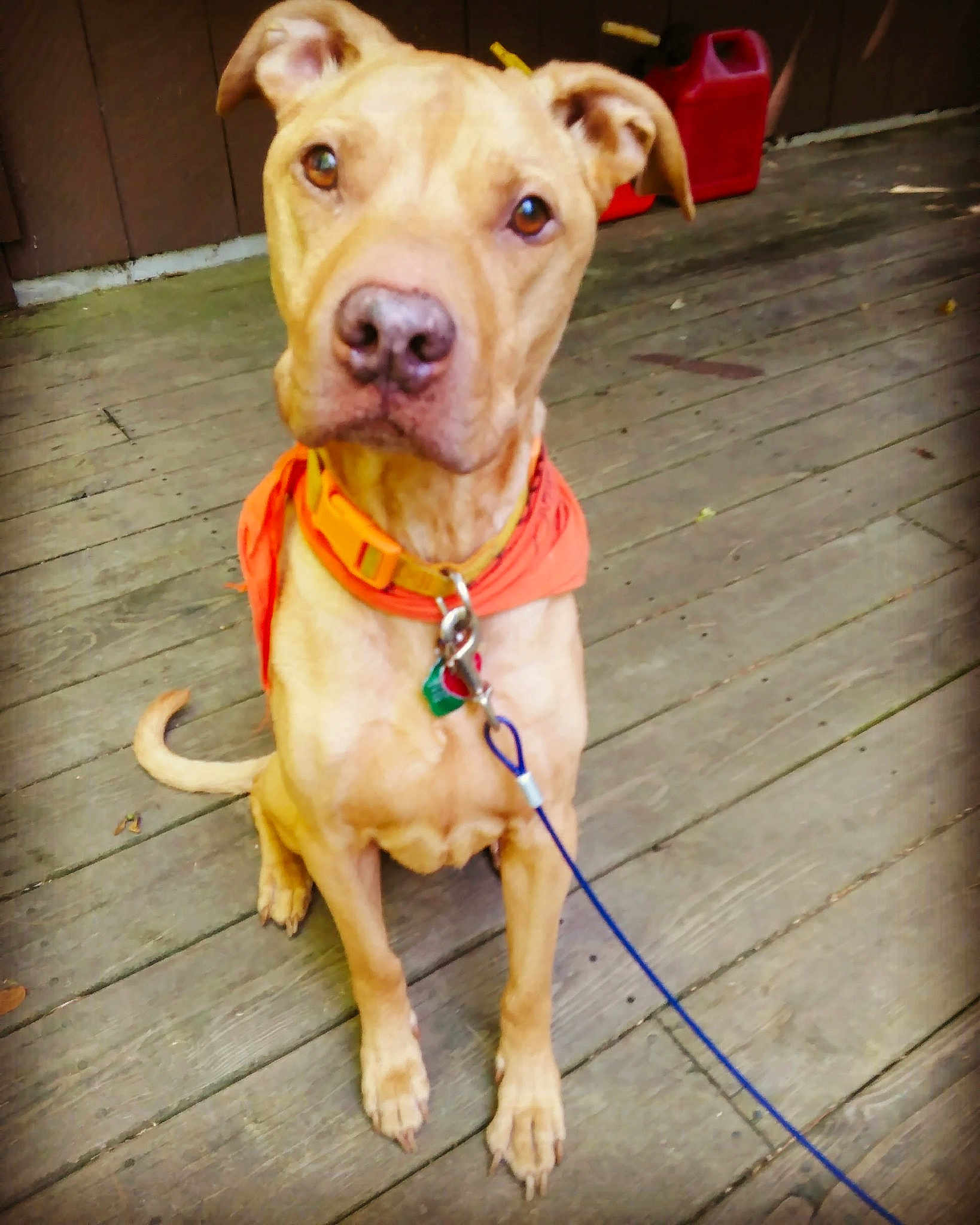 Simba Amadeus Wallace