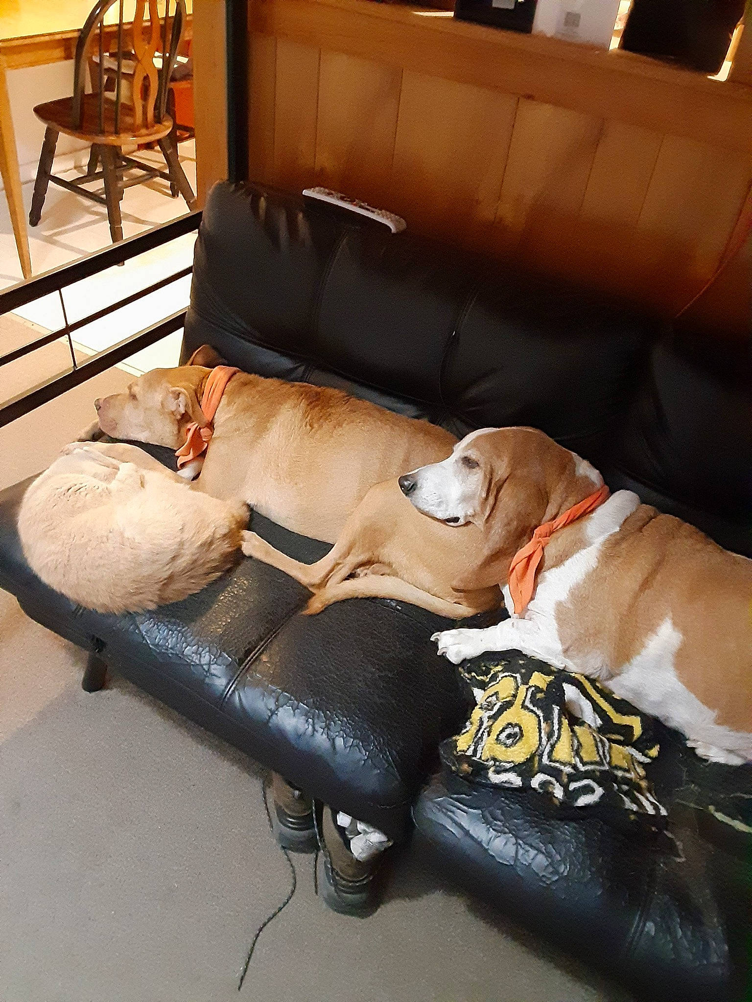 Simba Amadeus Wallace joined the competition — help win amazing prizes! armrest, brown, carnivore, chair, comfort, companion_dog, couch, dog, dog_breed, dog_supply, fawn, flooring, furniture, hardwood, living_room, sofa_bed, studio_couch, textile, wood, working_animal