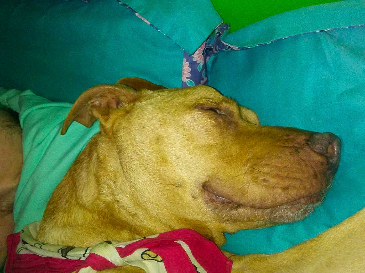 Simba Amadeus Wallace is registered to the contest to win money with this photo: bedtime, canidae, carnivore, comfort, companion_dog, dog, dog_breed, dog_supply, ear, fawn, fur, jaw, liver, nap, pet_supply, snout, sporting_group, terrestrial_animal, whiskers, working_animal