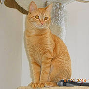 Charmander Wallace is registered to the contest to win money with this photo: alert, animal, cat, cat_tree, closeup, curious, domestic_cat, ears, eyes, feline, fur, furniture, indoor, orange_tabby, paws, pet, portrait, sitting, timestamp, whiskers