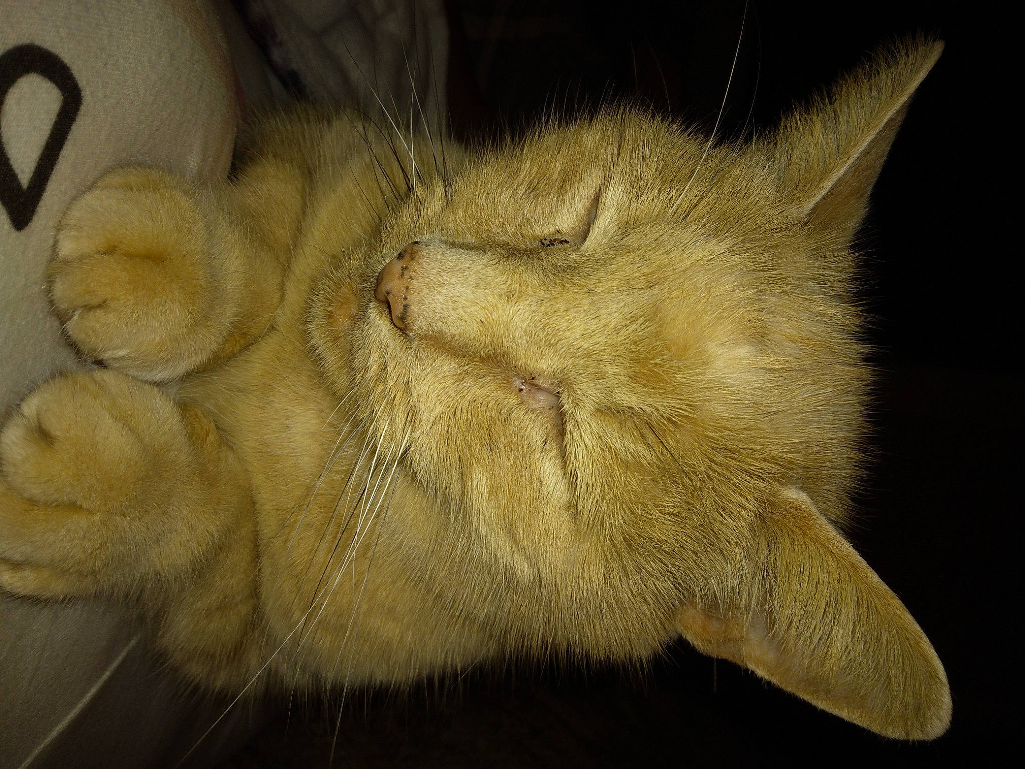 Charmander Wallace is registered to the contest to win money with this photo: canidae, carnivore, claw, comfort, dog, dog_breed, fawn, felidae, fur, nap, paw, small_to_medium_sized_cats, snout, sporting_group, tail, terrestrial_animal, whiskers, wood, working_animal, wrinkle