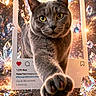 cat, gray_cat, paw, instagram_frame, crystals, sparkles, wooden_floor, close_up, pet, animal, whiskers, yellow_eyes, portrait, feline, indoor, cute, playful, photography, glitter, magic