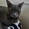 animal, blanket, cat, close_up, cozy, domestic_cat, ears, face, feline, fur, gray_cat, green_eyes, indoor, looking, pattern, pet, resting, serious_expression, whiskers, window