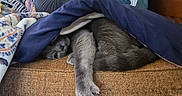 Loki joined the competition — help win amazing prizes! cat, blanket, couch, pillow, gray_cat, stretching, indoor, furniture, relaxing, cozy, pet, animal, paw, fabric, home, soft, texture, cute, resting, sleepy