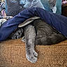 animal, blanket, cat, couch, cozy, cute, fabric, furniture, gray_cat, home, indoor, paw, pet, pillow, relaxing, resting, sleepy, soft, stretching, texture