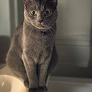 Loki is registered to the contest to win money with this photo: cat, gray_cat, pet, animal, feline, indoor, sink, curious_eyes, sitting, fur, whiskers, collar, domestic_cat, household, portrait, closeup, focused, cute, alert, soft_lighting