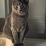 cat, gray_cat, pet, animal, feline, indoor, sink, curious_eyes, sitting, fur, whiskers, collar, domestic_cat, household, portrait, closeup, focused, cute, alert, soft_lighting