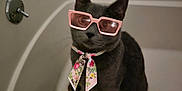 Loki joined the competition — help win amazing prizes! accessory, animal, bathtub, cat, cute, domestic_animal, fashion, feline, floral_scarf, funny, gray_cat, indoor, looking_up, pet, pink_sunglasses, portrait, scarf, sitting, sunglasses, wearing