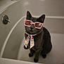 Loki joined the competition — help win amazing prizes! cat, gray_cat, bathtub, sunglasses, pink_sunglasses, scarf, floral_scarf, pet, indoor, animal, cute, feline, sitting, accessory, fashion, portrait, domestic_animal, funny, wearing, looking_up