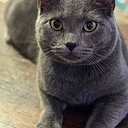 Loki joined the competition — help win amazing prizes! cat, gray_cat, pet, animal, close_up, yellow_eyes, fur, whiskers, toy, green_ball, wooden_surface, paws, laying_down, indoor, feline, cute, curious, playful, domestic_cat, portrait