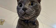 Loki is registered to the contest to win money with this photo: abyssinian, accessories, animal, blackcat, cat, collar, egyptiancat, gray, kitten, manx, pet, siamese, snout